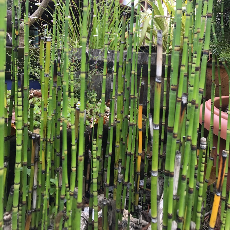 Plant image Equisetum arvense