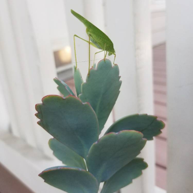 plant image 547394