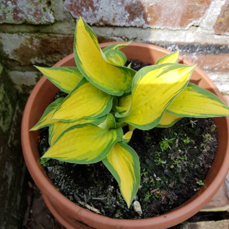 plant image 1001368 plant image 1001368
