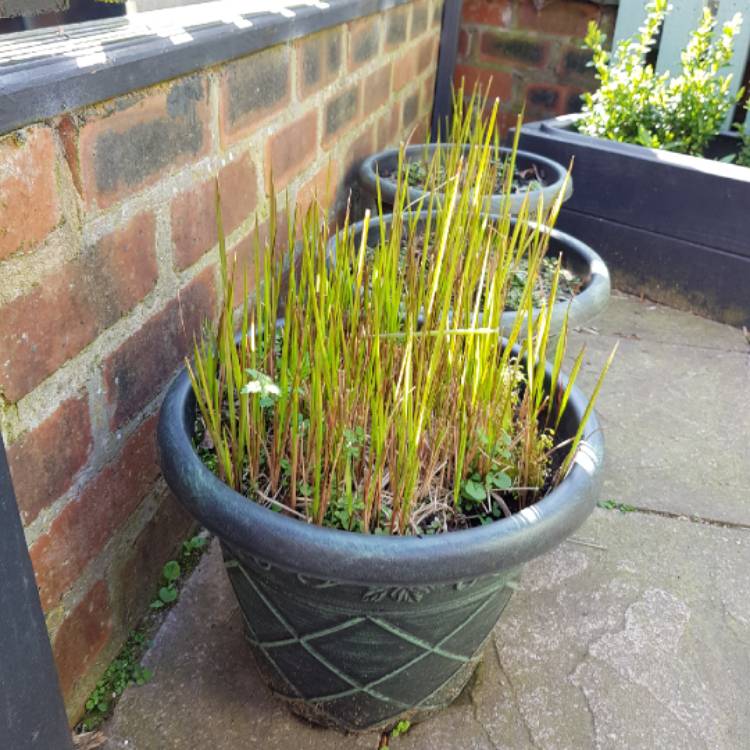 plant image 1005069