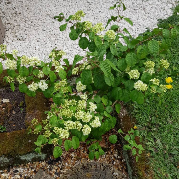 plant image 1007943 plant image 1007943