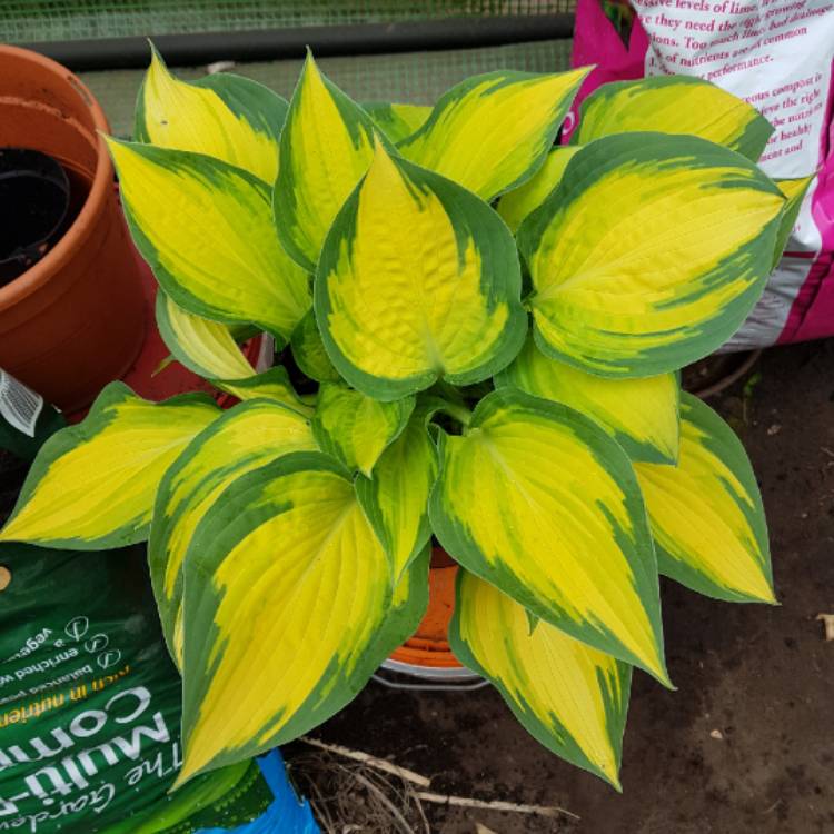 plant image 1011774 plant image 1011774