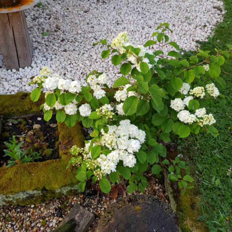 plant image 1014879 plant image 1014879