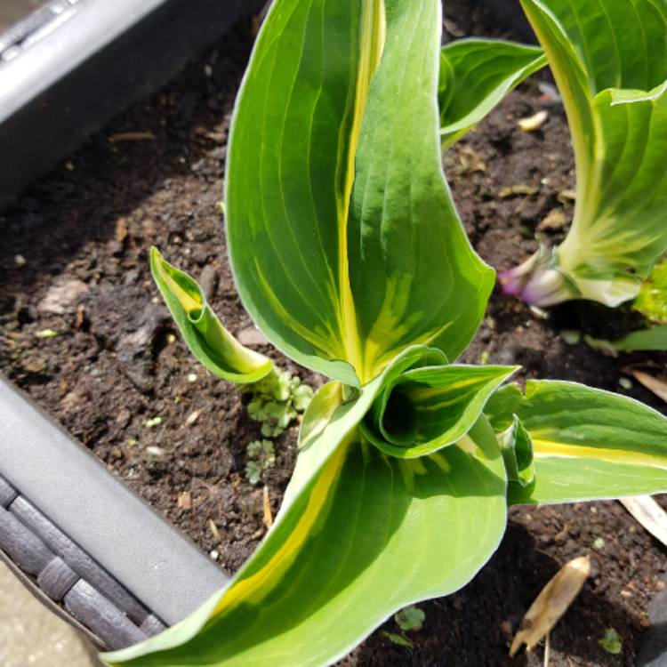 plant image 1022268
