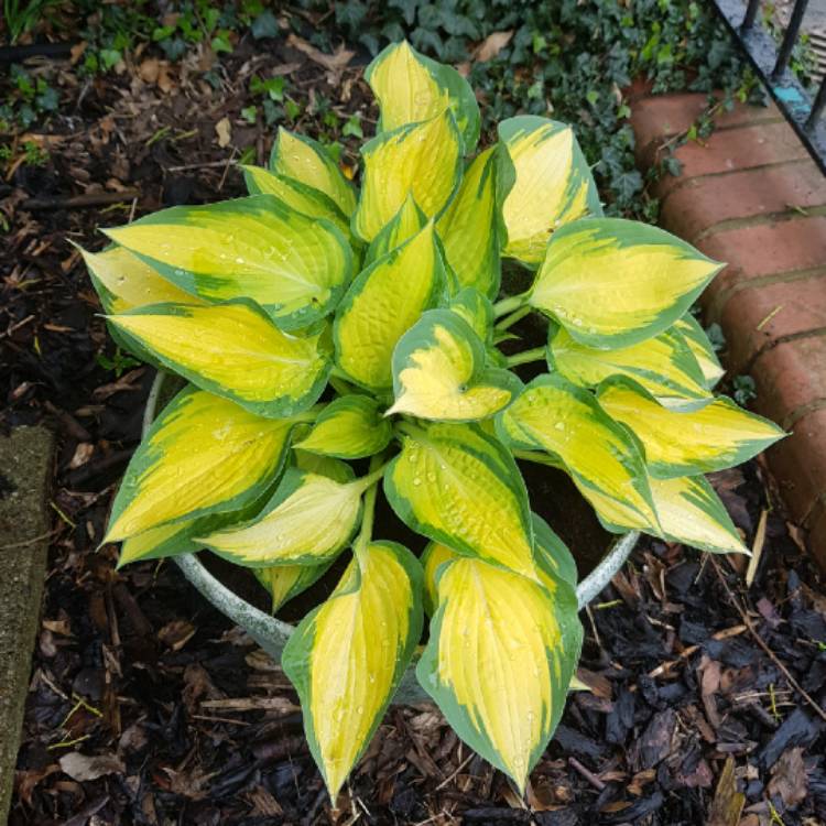 plant image 1026206 plant image 1026206