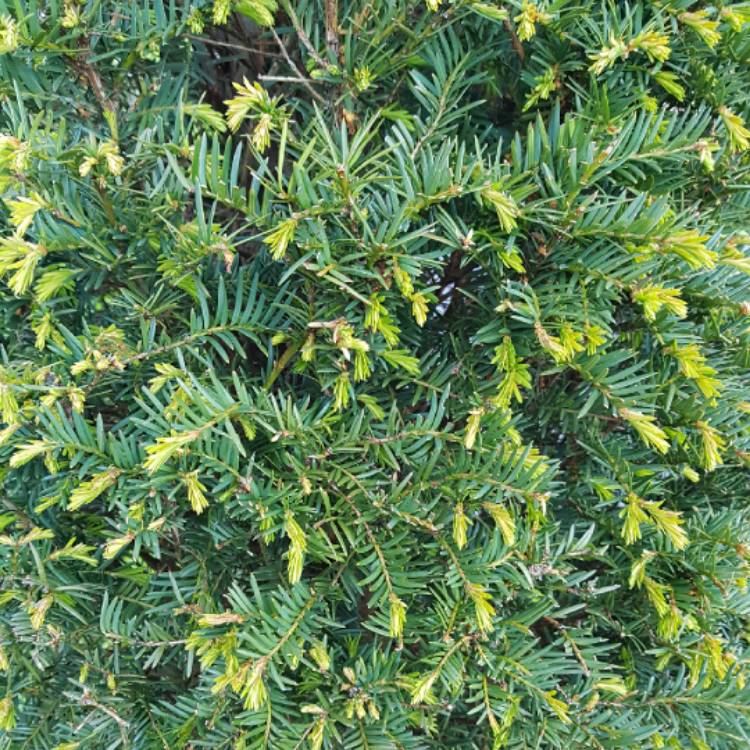 plant image 1027590