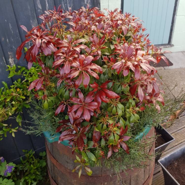 plant image 1049726 plant image 1049726