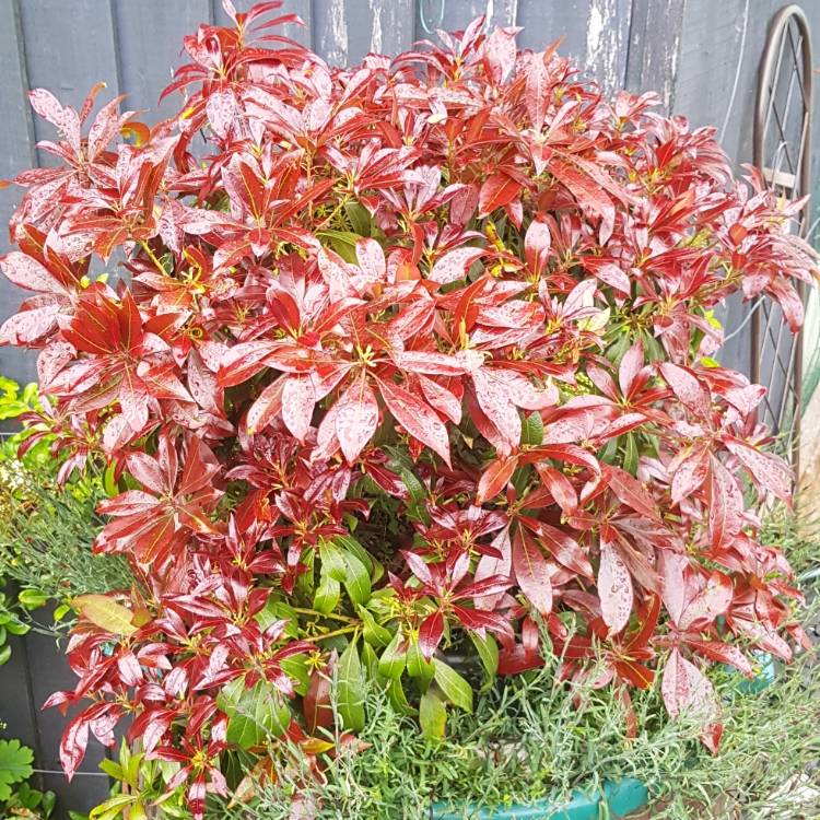plant image 1059614 plant image 1059614