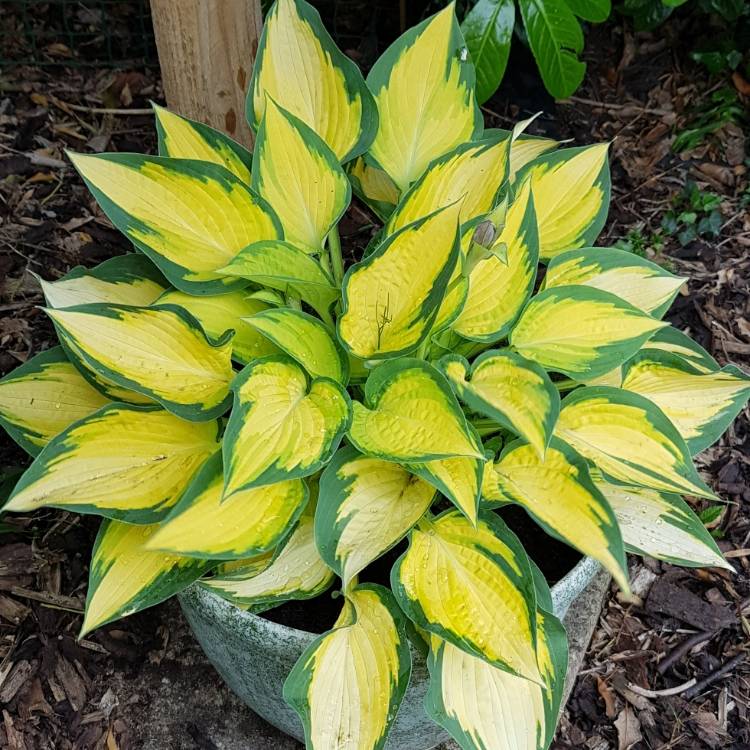 plant image 1060765 plant image 1060765