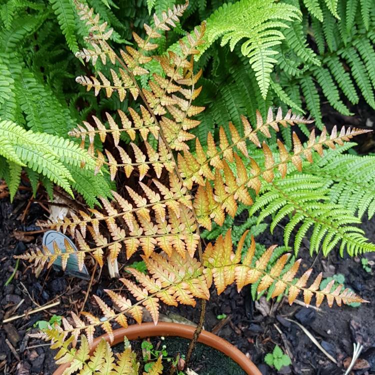plant image 1072216