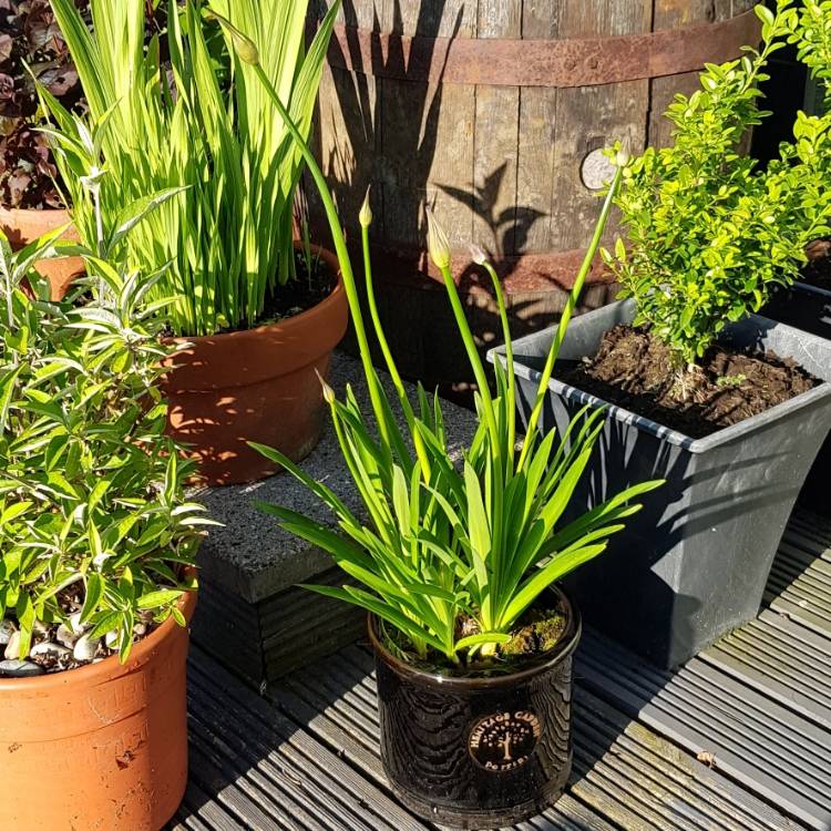 Plant image Agapanthus 'Jack's Blue'