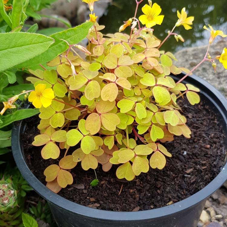 Plant image Oxalis spiralis vulcanicola subsp. 'Sunset Velvet'