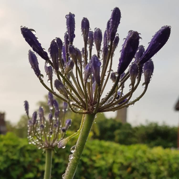plant image 1111051