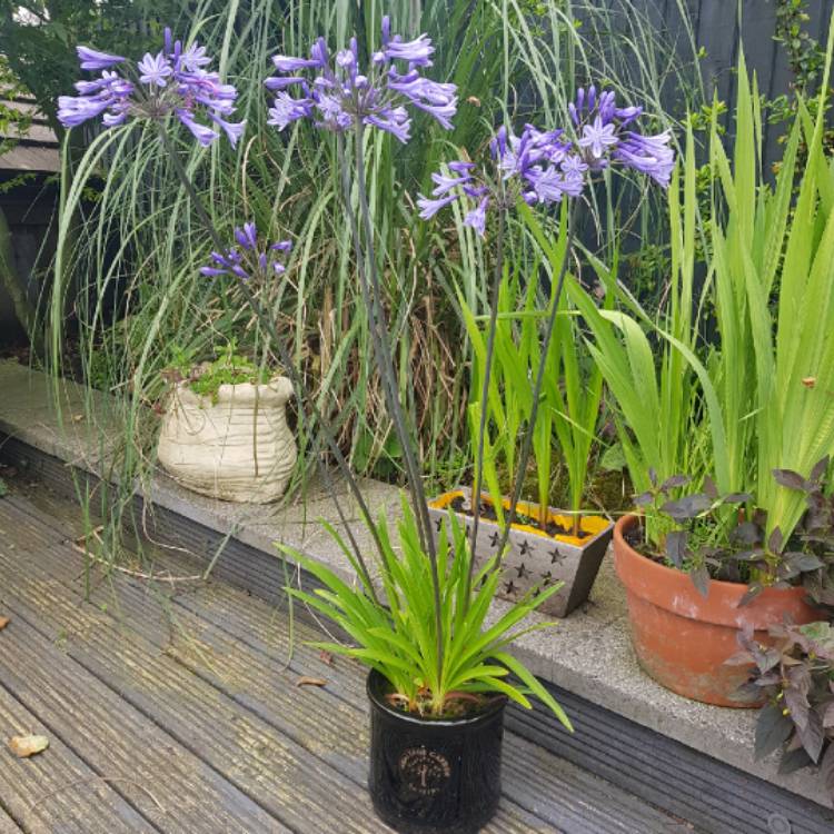 plant image 1124438
