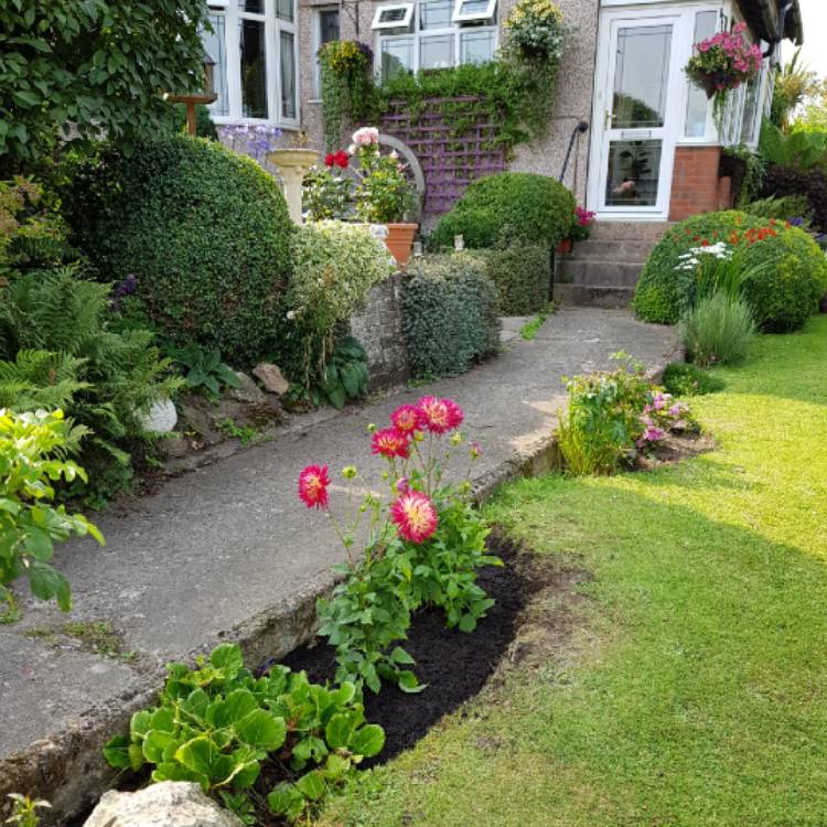 plant image 1125141 plant image 1125141