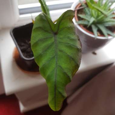 Colocasia esculenta 'Blue Hawaii' (Royal Hawaiian Series)