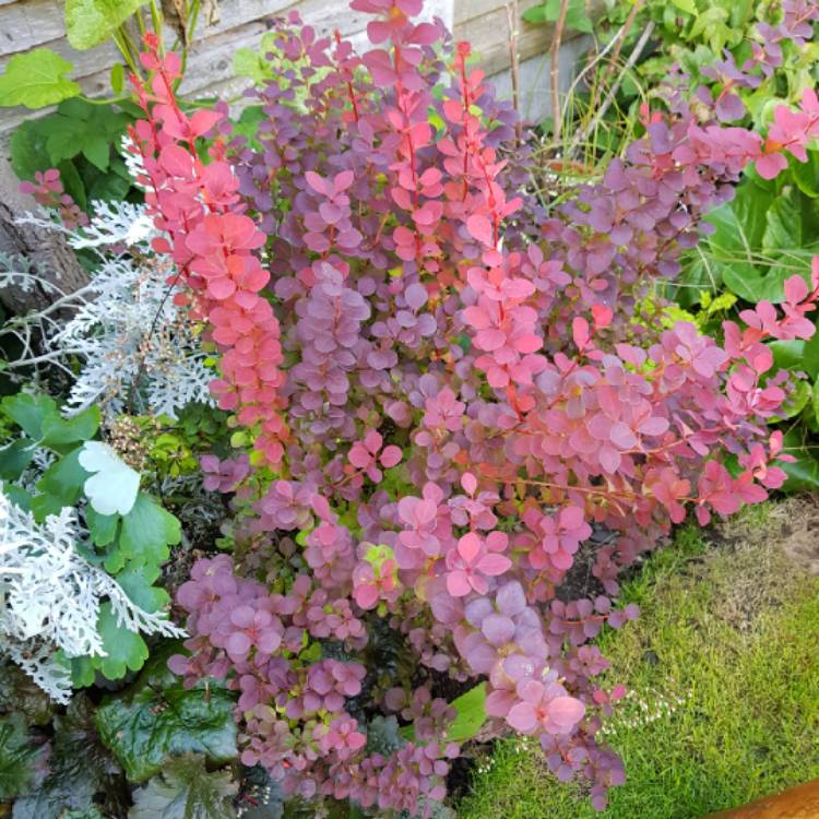 Plant image Berberis Thunbergii 'Orange Rocket' syn. Berberis thunbergii 'Painter's Palette'