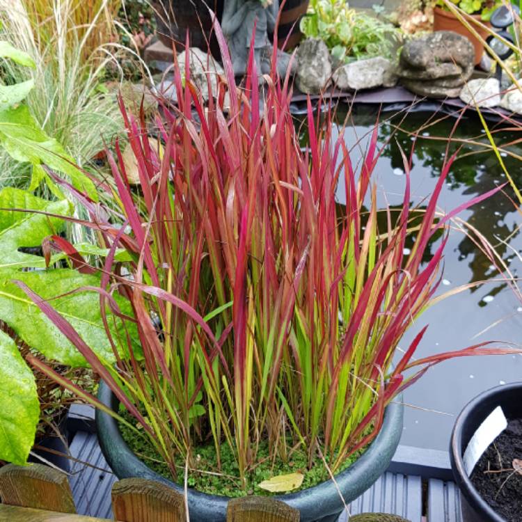 plant image 1175990