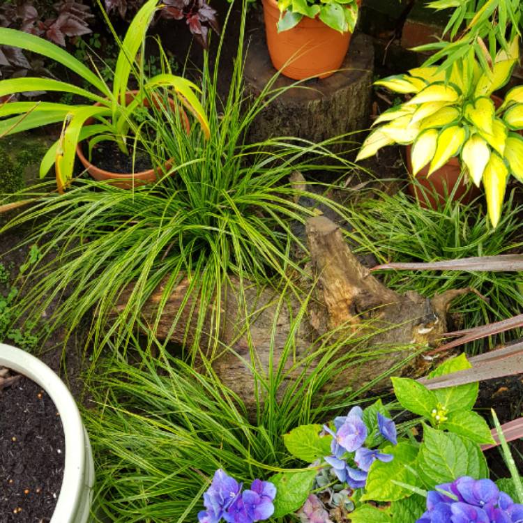 plant image 1175992