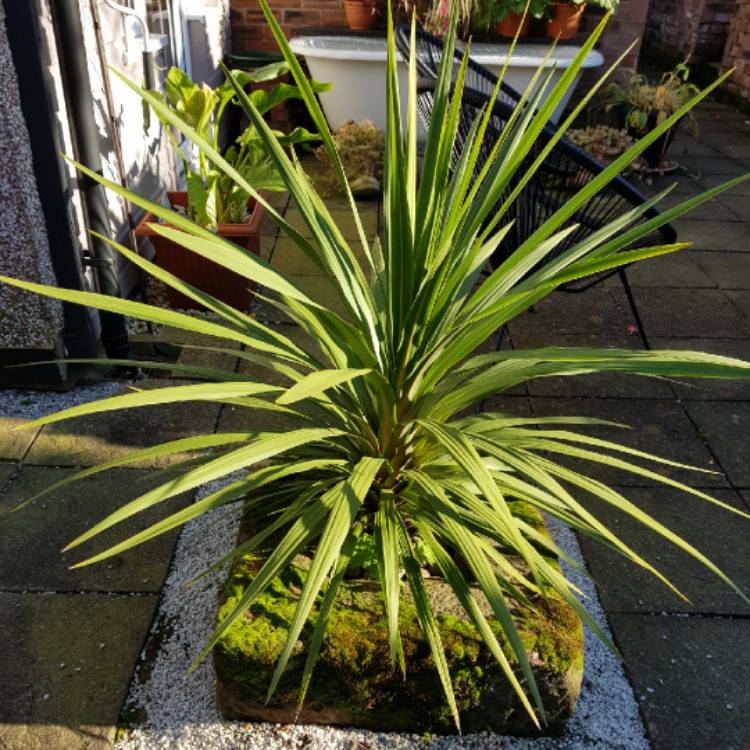 plant image 1177753 plant image 1177753