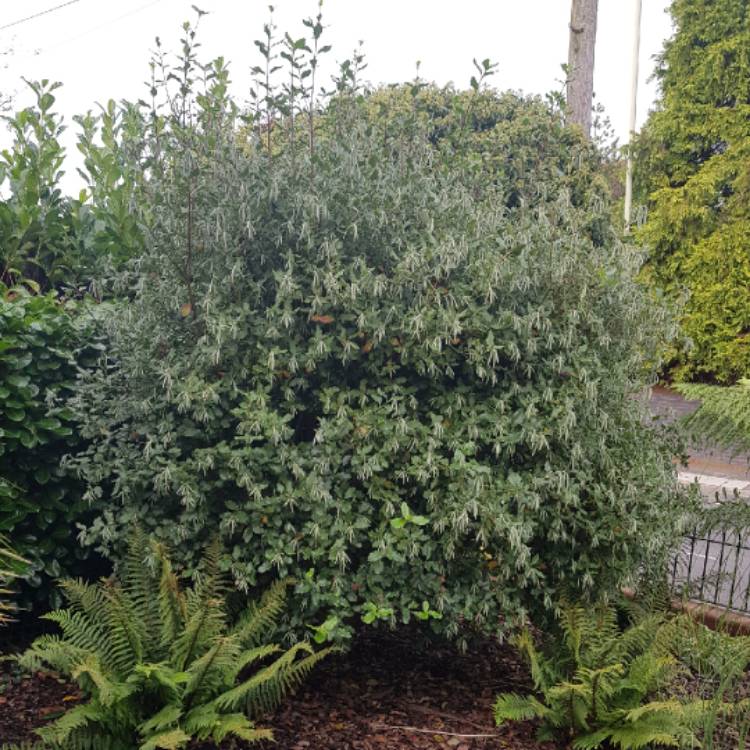plant image 1181835