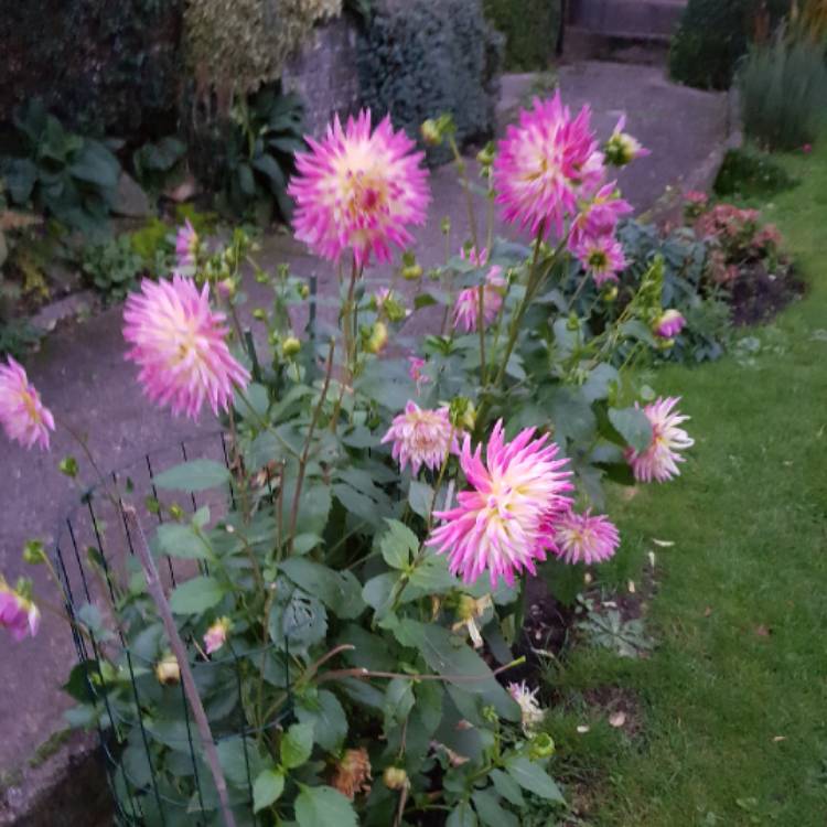 plant image 1185204 plant image 1185204