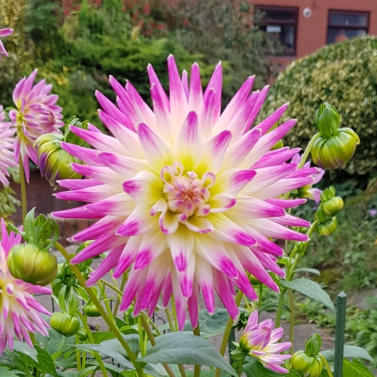 Plant image Dahlia 'Tahiti Sunrise'