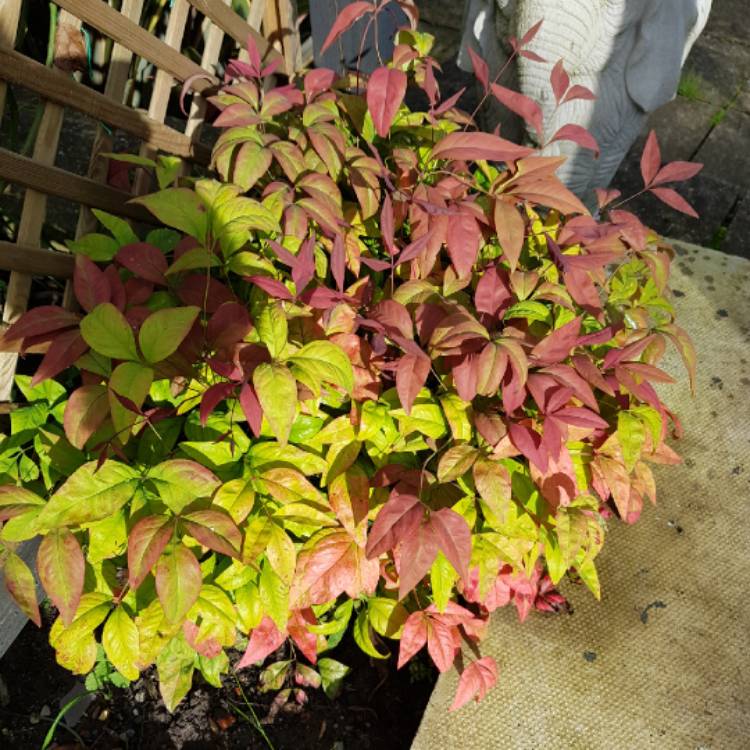 plant image 1186524 plant image 1186524