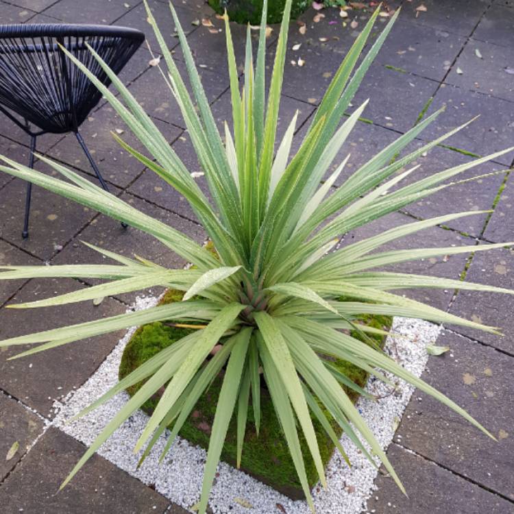 plant image 1190968 plant image 1190968