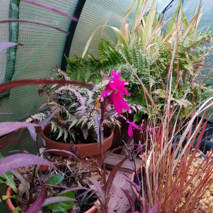 Plant image Lobelia x speciosa 'Russian Princess'