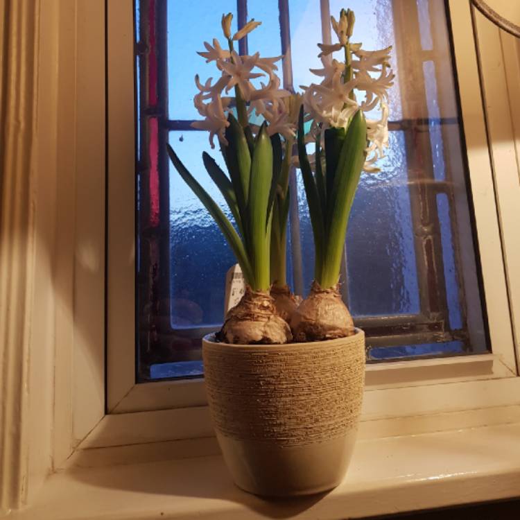 plant image 1205029