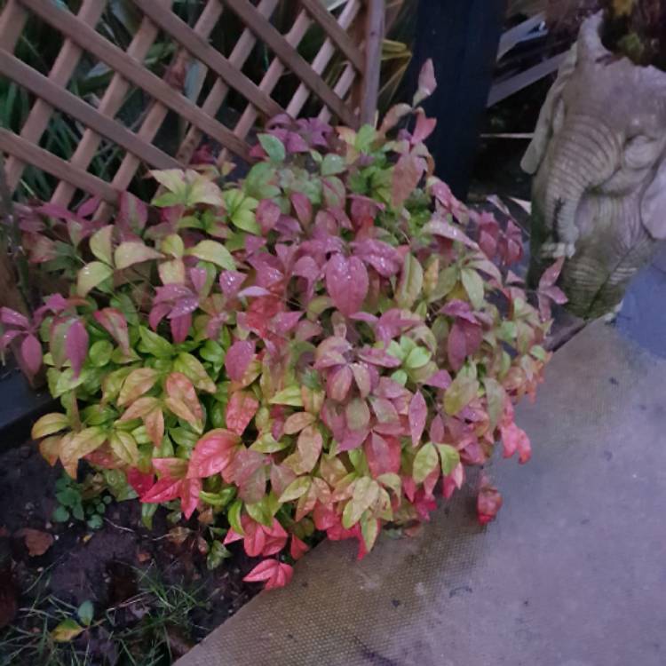 plant image 1209108 plant image 1209108