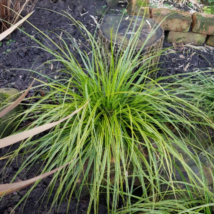 plant image 1215162