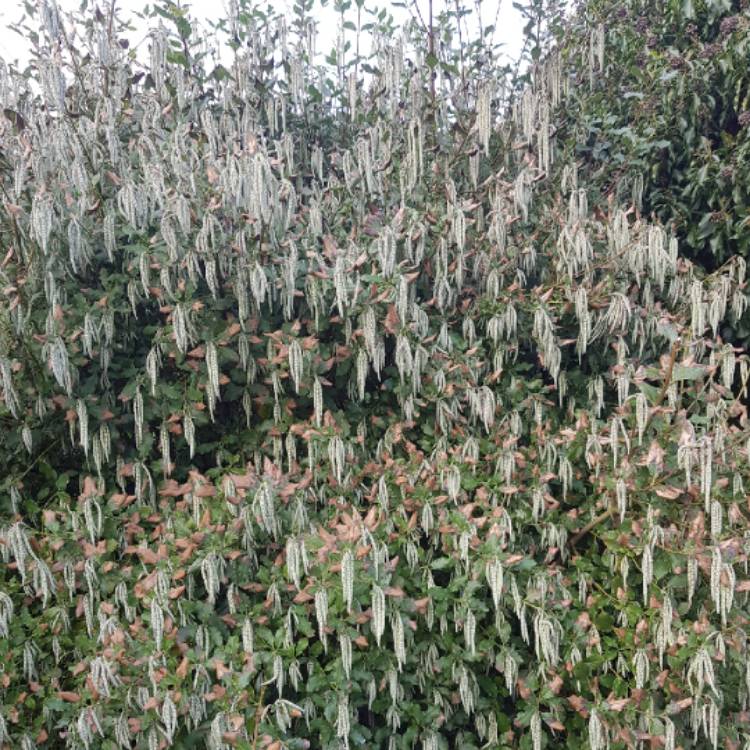 plant image 1220654