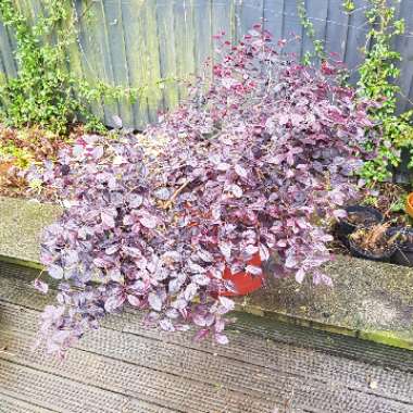 Loropetalum chinense 'Black Pearl'