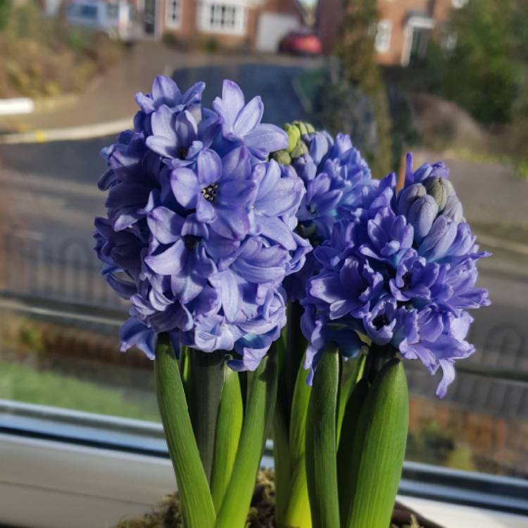 plant image 1227596