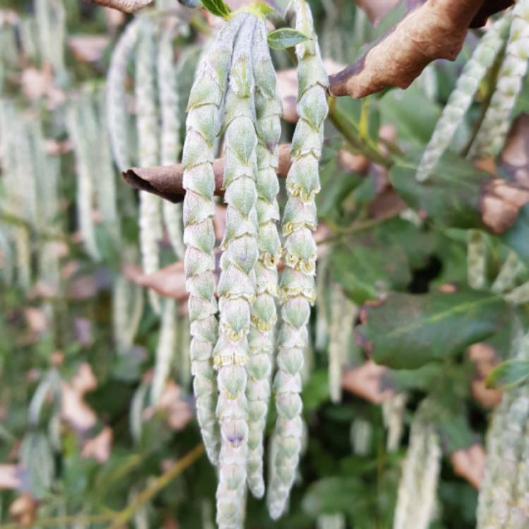 plant image 1228615