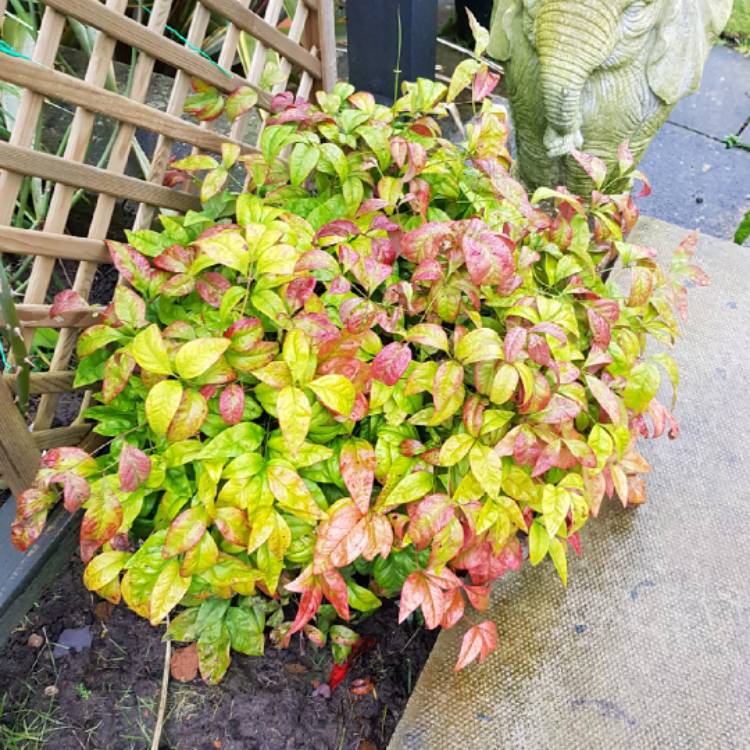 plant image 1234825 plant image 1234825