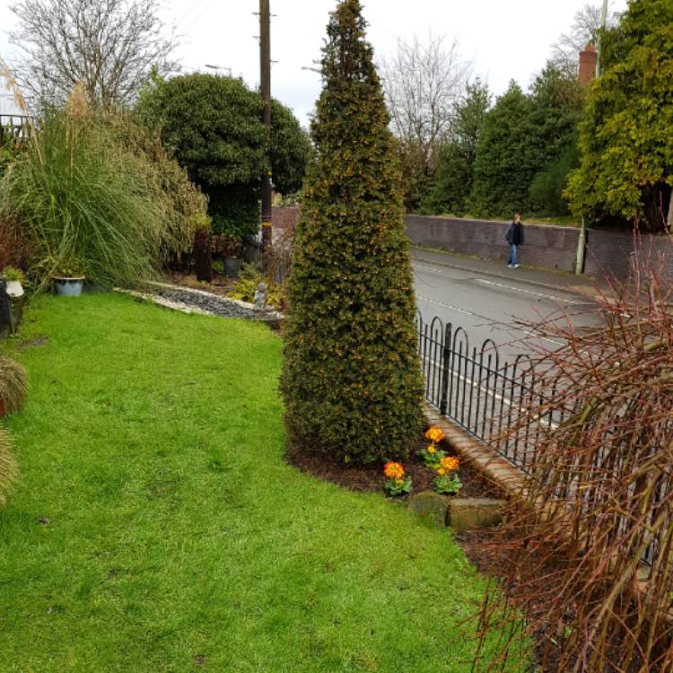 plant image 1236780