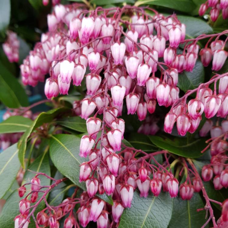 plant image 1237879 plant image 1237879