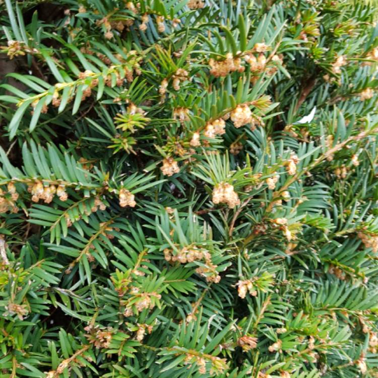 Plant image Taxus baccata