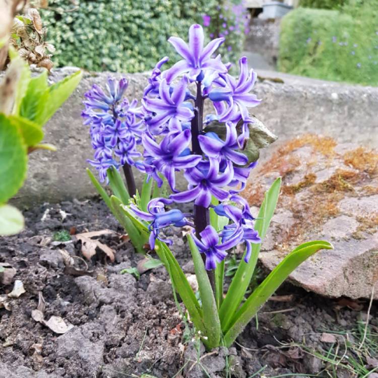 plant image 1252864