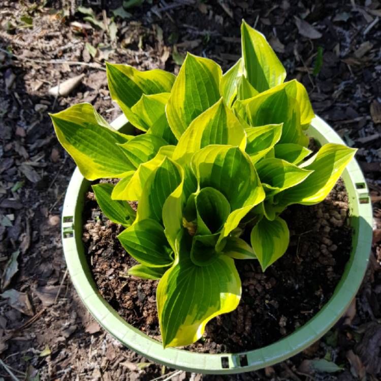plant image 1277979 plant image 1277979