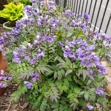 Polemonium 'Heaven Scent'