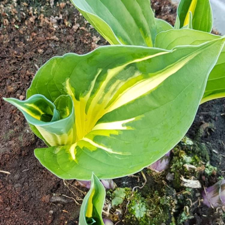 plant image 1297445