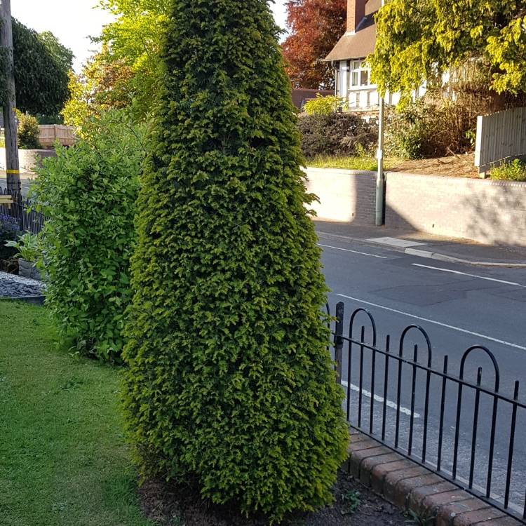 plant image 1299198