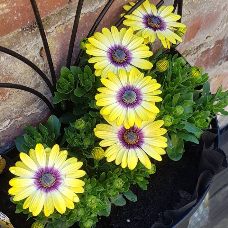 Plant image Osteospermum 'Serenity Blue Eyed Beauty'