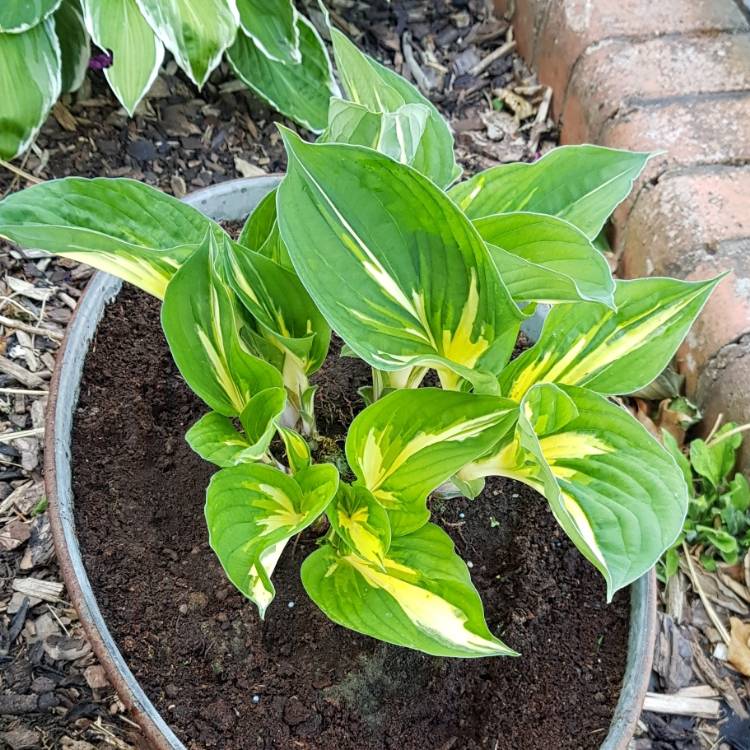 plant image 1309127