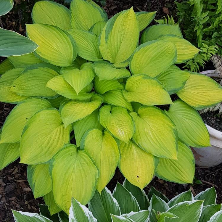 plant image 1312436