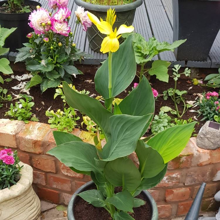 Plant image Canna 'Cannova Yellow' (Cannova Series)